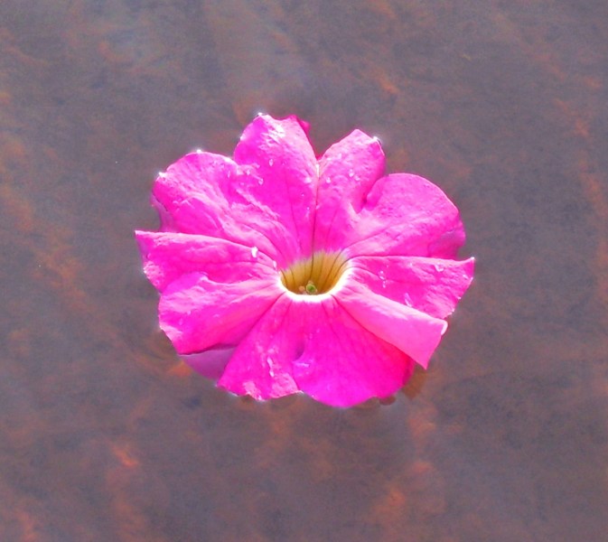 Victoria Park Flower