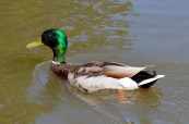 Duck – River –&nbsp;Windsor