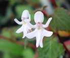 Dancing Girls (Impatiens&nbsp;Bequaertii)