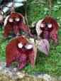 Darth Vader (Aristolochia Salvadorensis)&nbsp;1