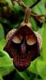 Darth Vader (Aristolochia&nbsp;Salvadorensis)