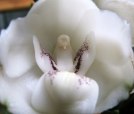 Dove Orchid (Peristeria Elata)&nbsp;1
