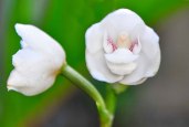 Dove Orchid (Peristeria&nbsp;Elata)