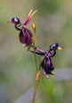 Flying Duck Orchid (Caleana&nbsp;Major)