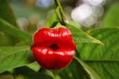 Hookerâs Lips (Psychotria&nbsp;Elata)