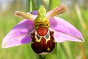 Laughing Bumble Bee Orchid (Ophrys&nbsp;bomybliflora)