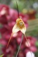 Monkey Face Orchid (Dracula&nbsp;Simia)
