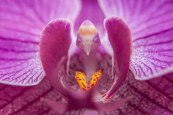 Moth Orchid (Phalaenopsis)&nbsp;1