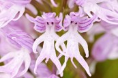 Naked Man Orchid (Orchis&nbsp;Italica)