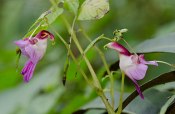 Parrot Flower (Impatiens&nbsp;Psittacina)