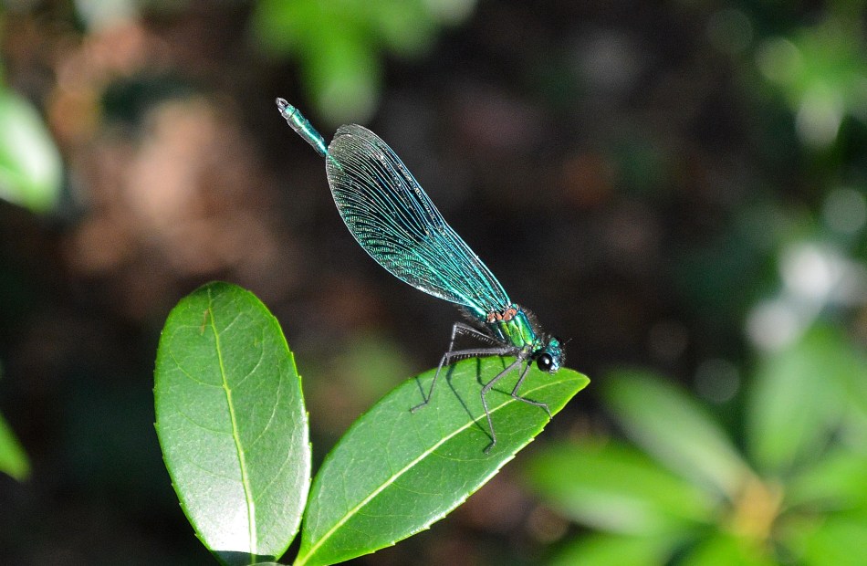 Beautiful Demoiselle (Calopteryx virgo)
