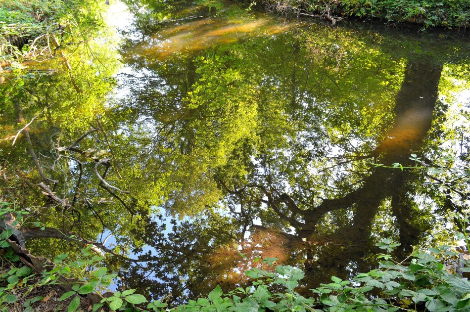 Bushy Park River 1