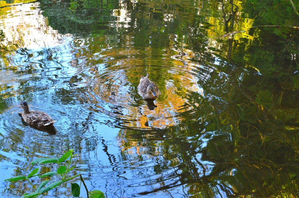 Bushy Park Ducks