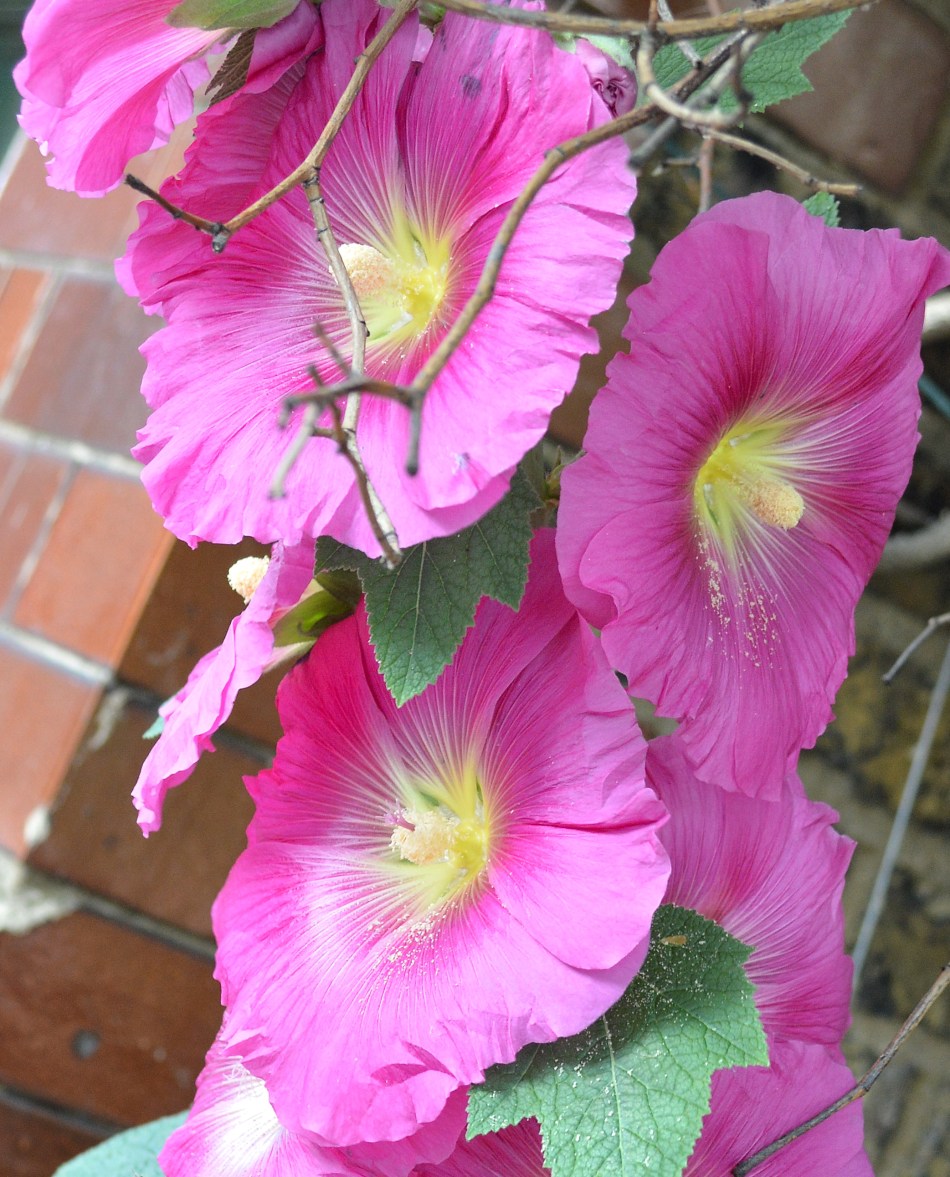 Kew Gardens Flower DSC_2024