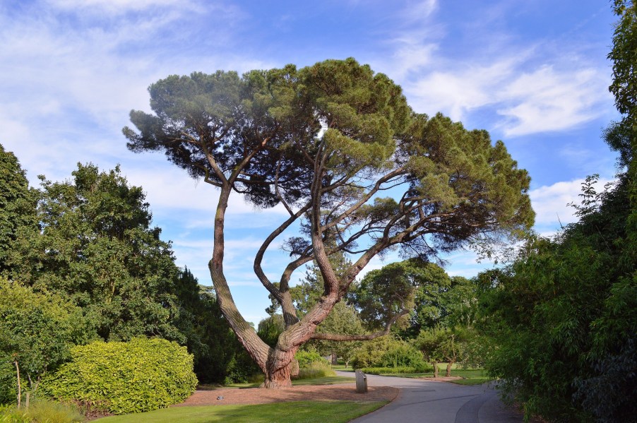 Kew Gardens Tree