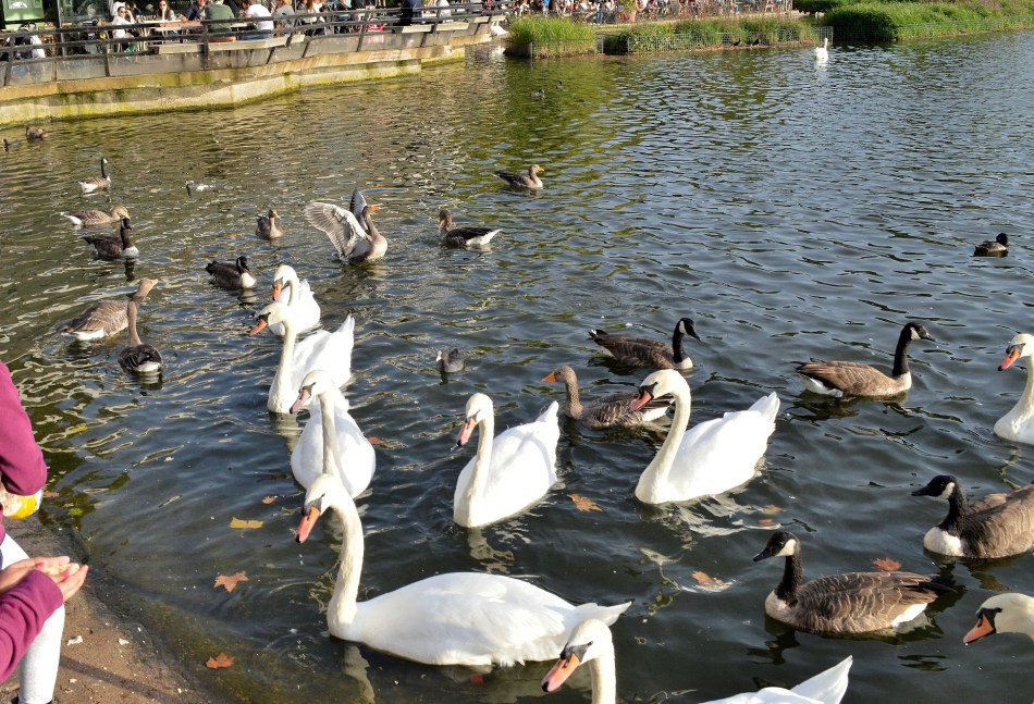 Swans - Kensington Gardens