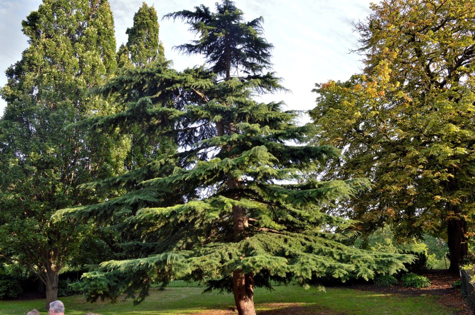 Tree - Kensington Gardens