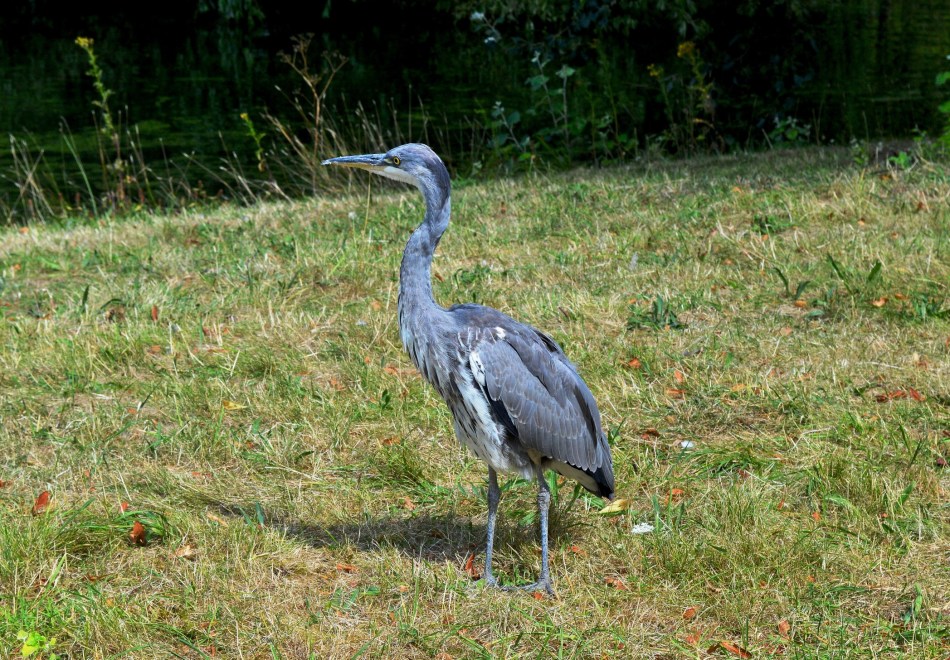 Heron 2
