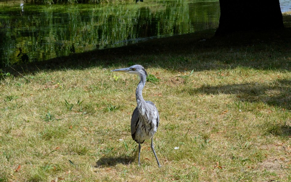 Heron 3