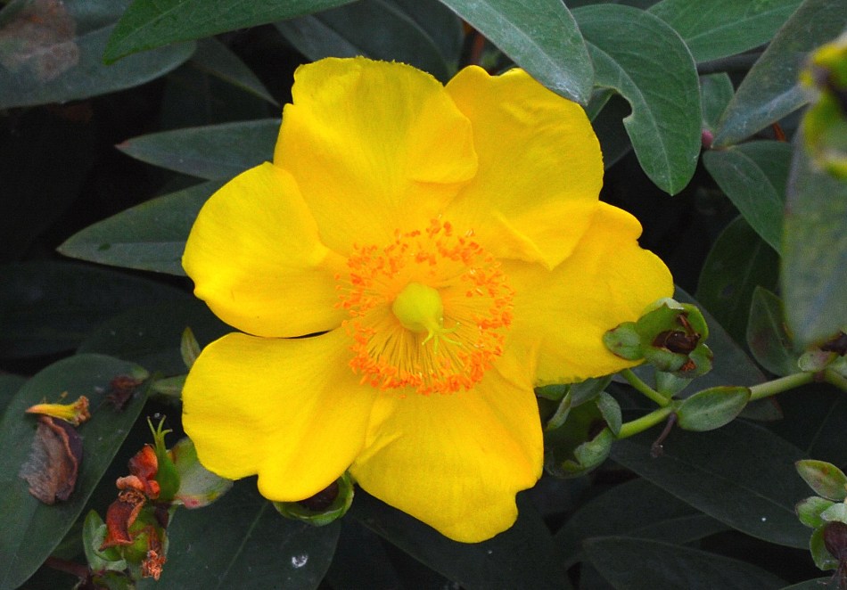 Kensington Garden Flower 4