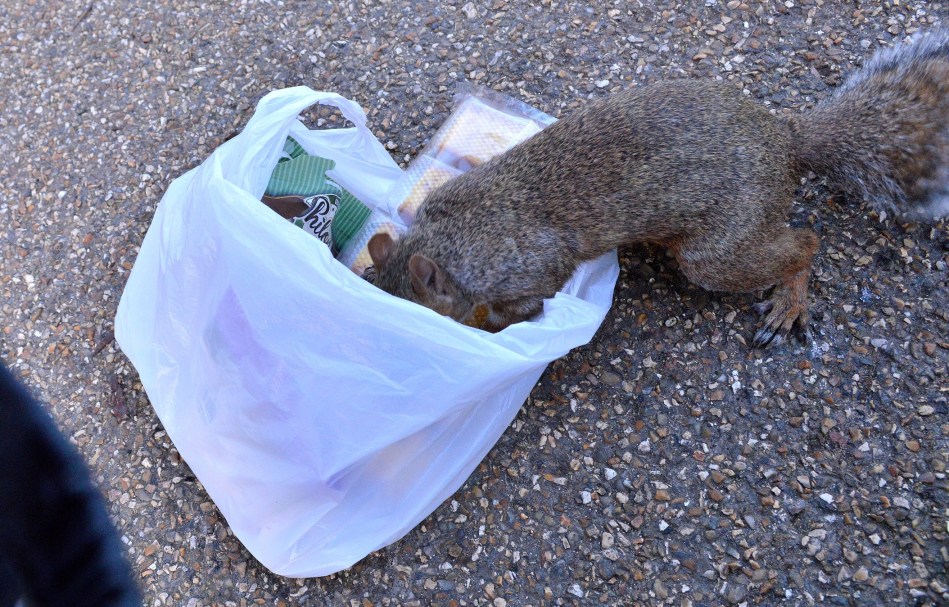 Squirrel in Bag