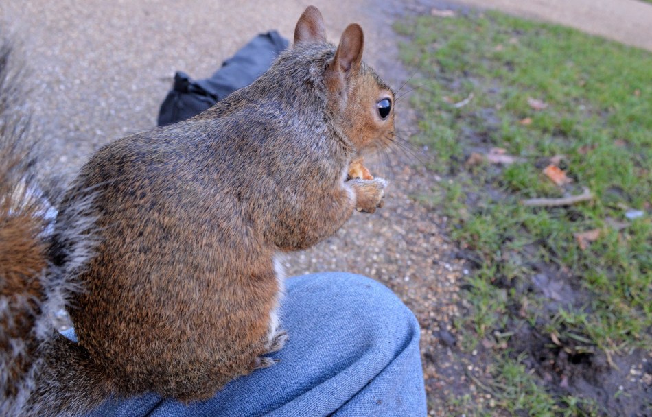 Squirrel on Knee