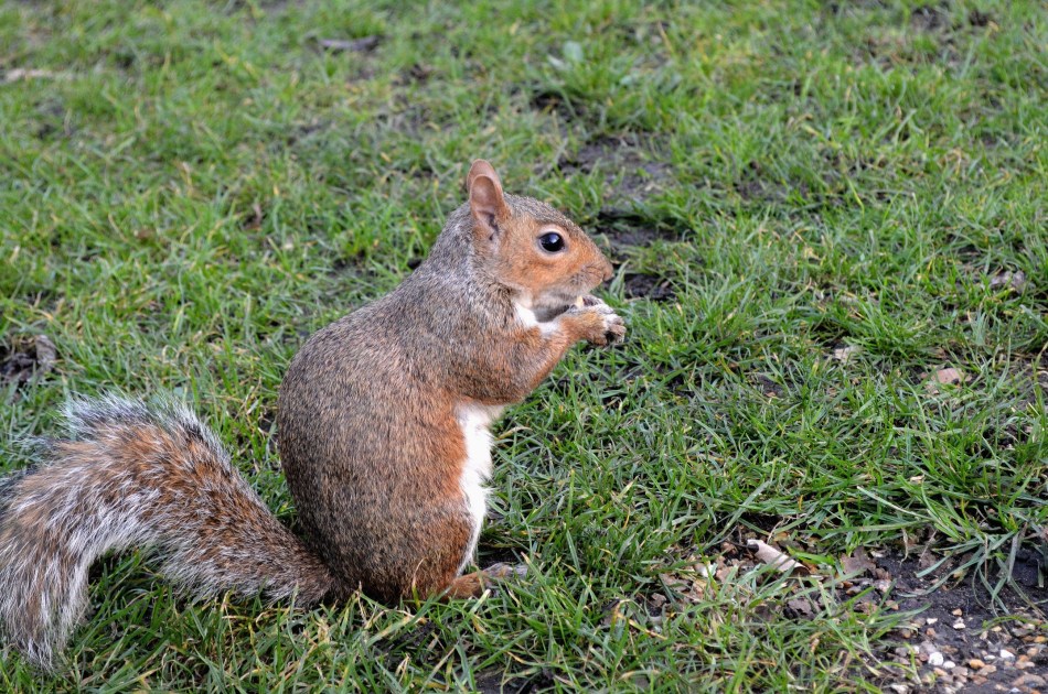 St James's Park Squirrel