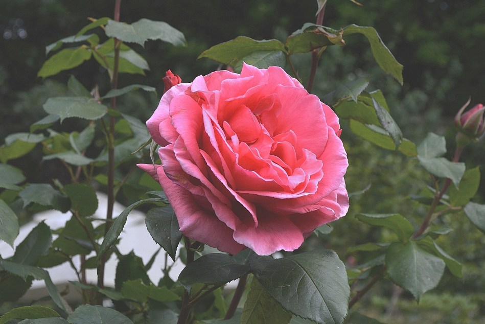 Flowers at Kenwood 2