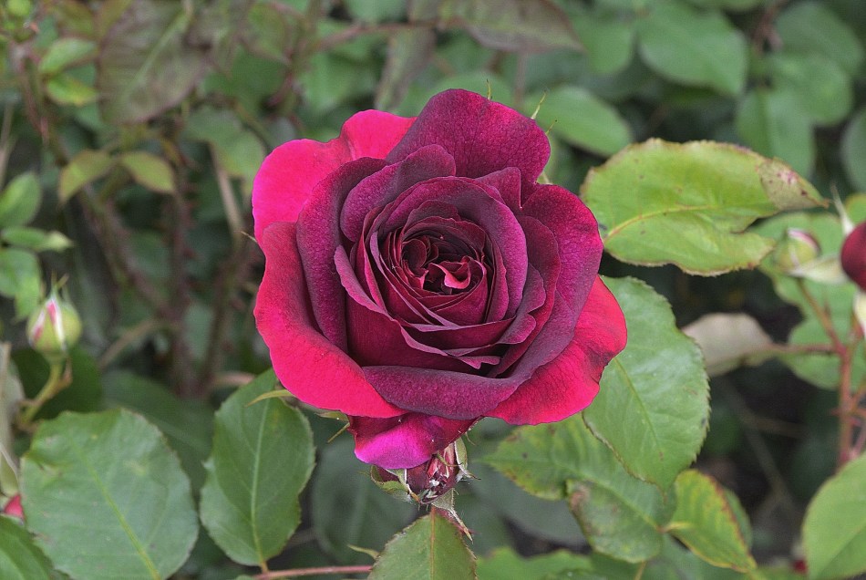 Flowers at Kenwood 6