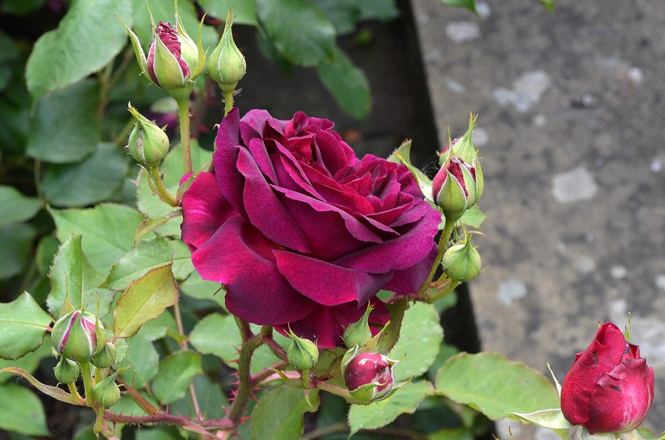 Flowers at Kenwood 6