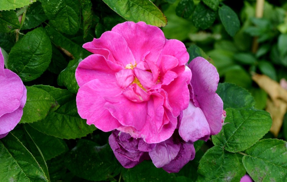 Geffrye Museum - Flower