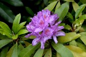 Geffrye Museum –&nbsp;Rhodendron