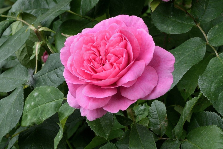 Geffrye Museum - Rose 6