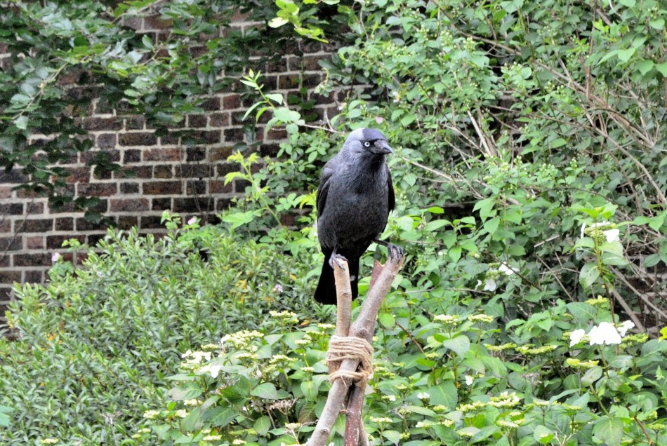 Kenwood House Rook