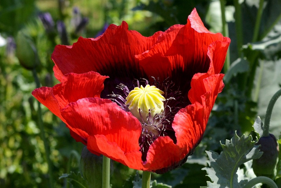 Osterley Park - Flowers 2