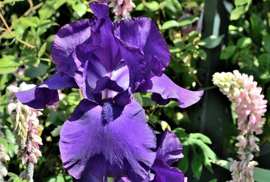 Osterley Park - Flowers 3