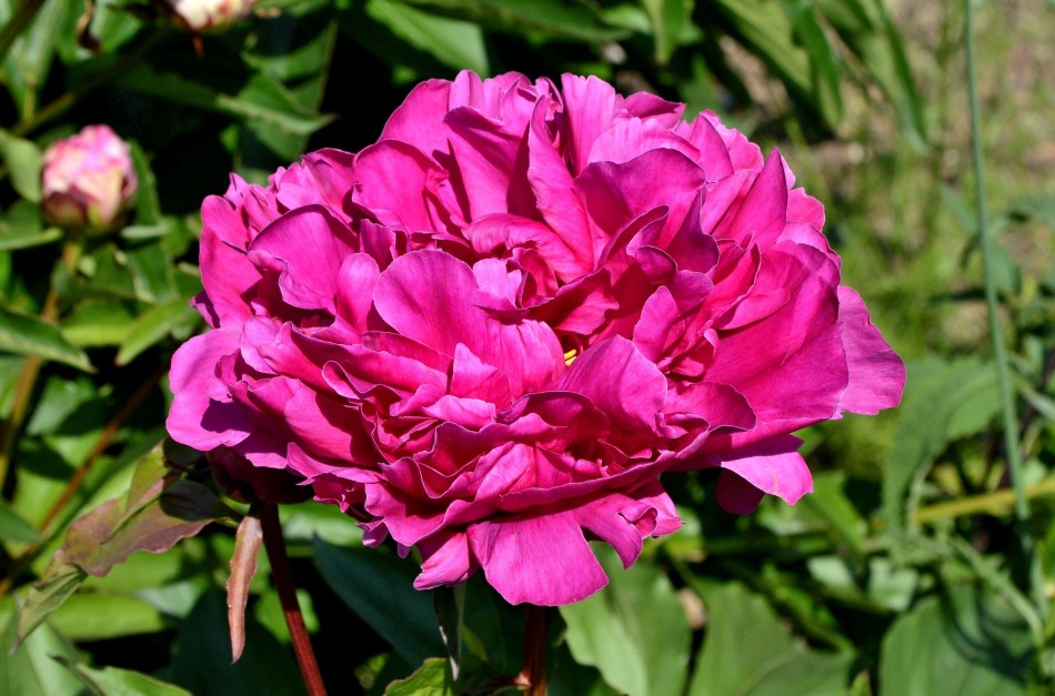 Osterley Park - Flowers 5