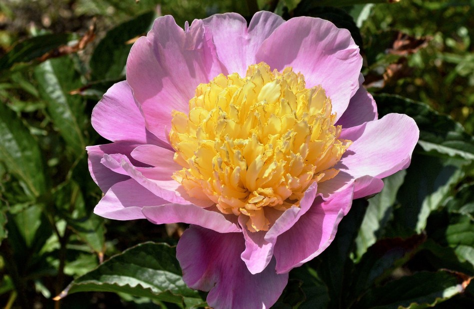 Osterley Park - Flowers 7