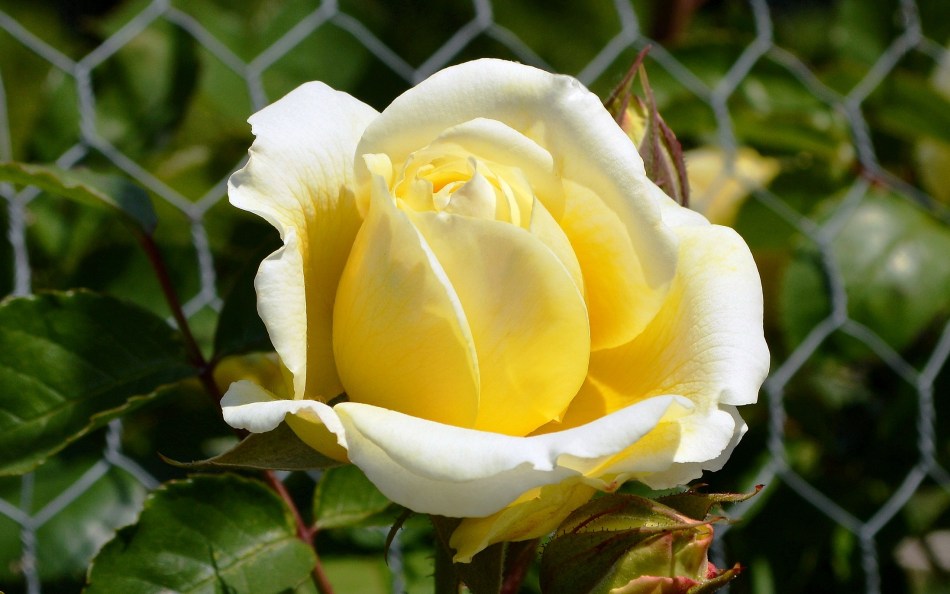 Osterley Park - Flowers 9