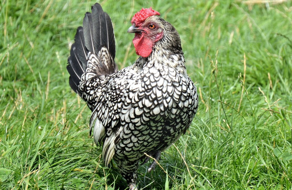 Chickens 2 at Hatfield House