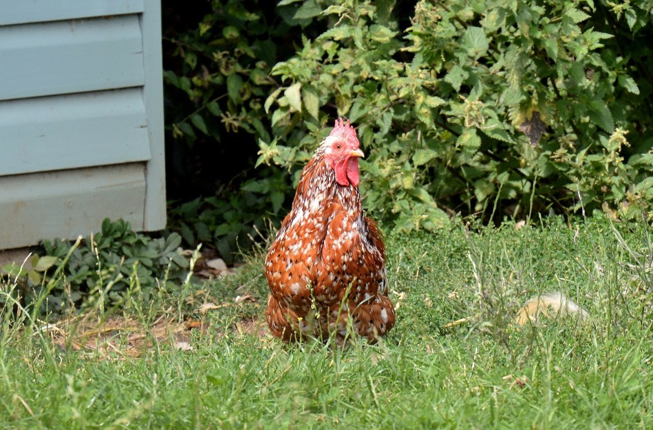 Chickens 3 at Hatfield House