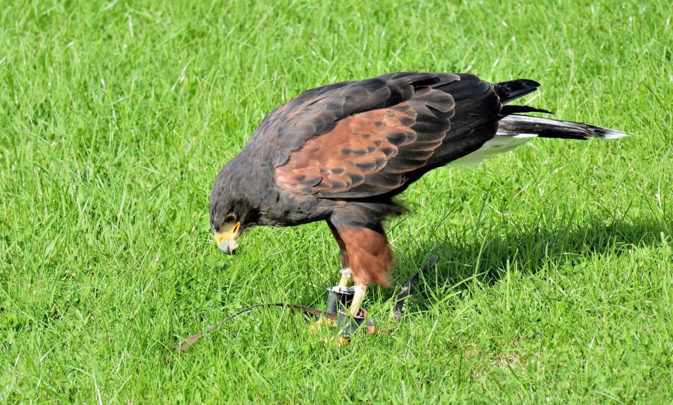 Eating Harris Hawk at Leeds Castle