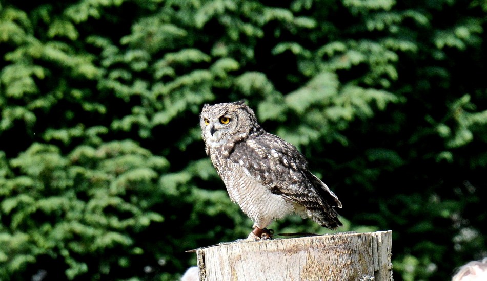 Falconry at Leed Castle