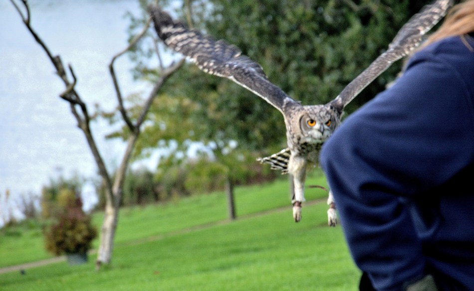 Flying Owl at Leeds Castle