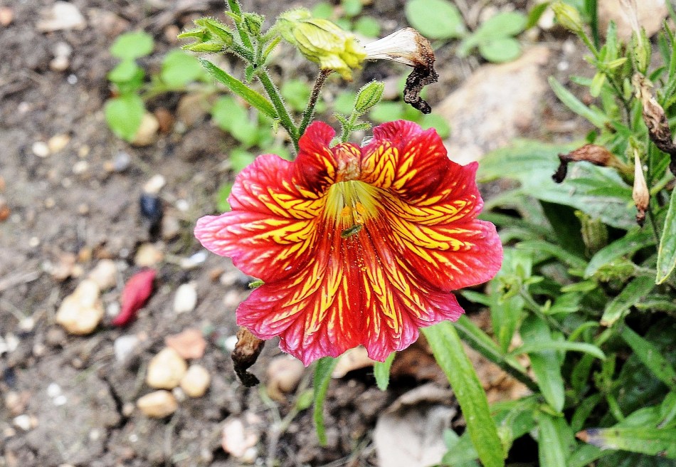 Hatfield House,Flower