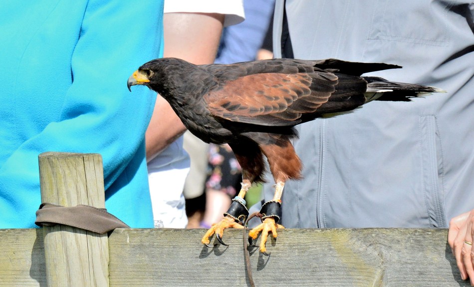 Perched Harris Hawk at Leeds Castle
