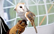 Barn Owl DSC_0798