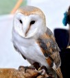Barn Owl DSC_0802