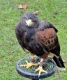 Harris Hawk DSC_0770