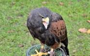 Harris Hawk DSC_0780